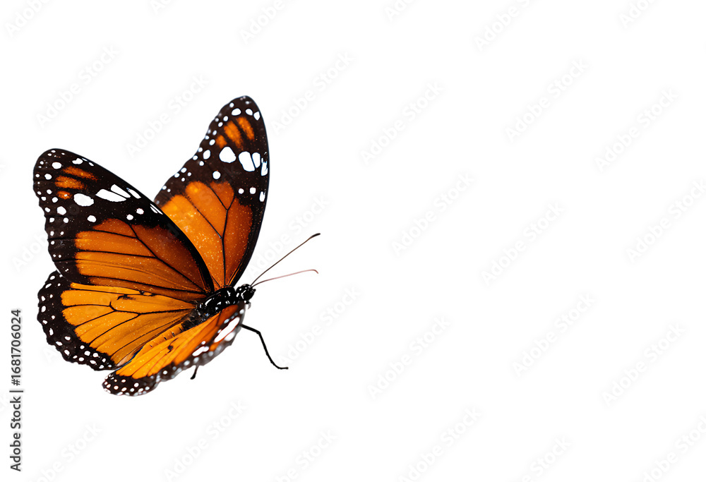 Fototapeta premium Vibrant monarch butterfly close-up on isolated stunning macro photography