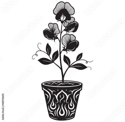 Elegant sweet pea plant in a decorative pot vector illustration in black and white