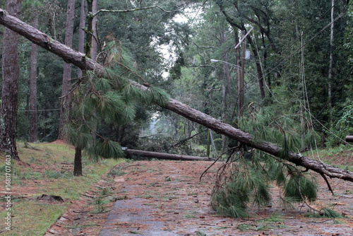Hurricane and tornado damage pine tree and wire down in road.  South Georgia Storm Damage