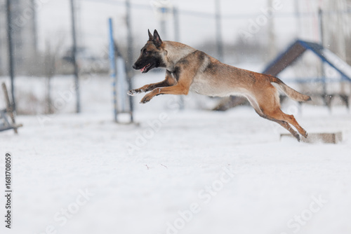 The Belgian shepherd Malinois runs in winter