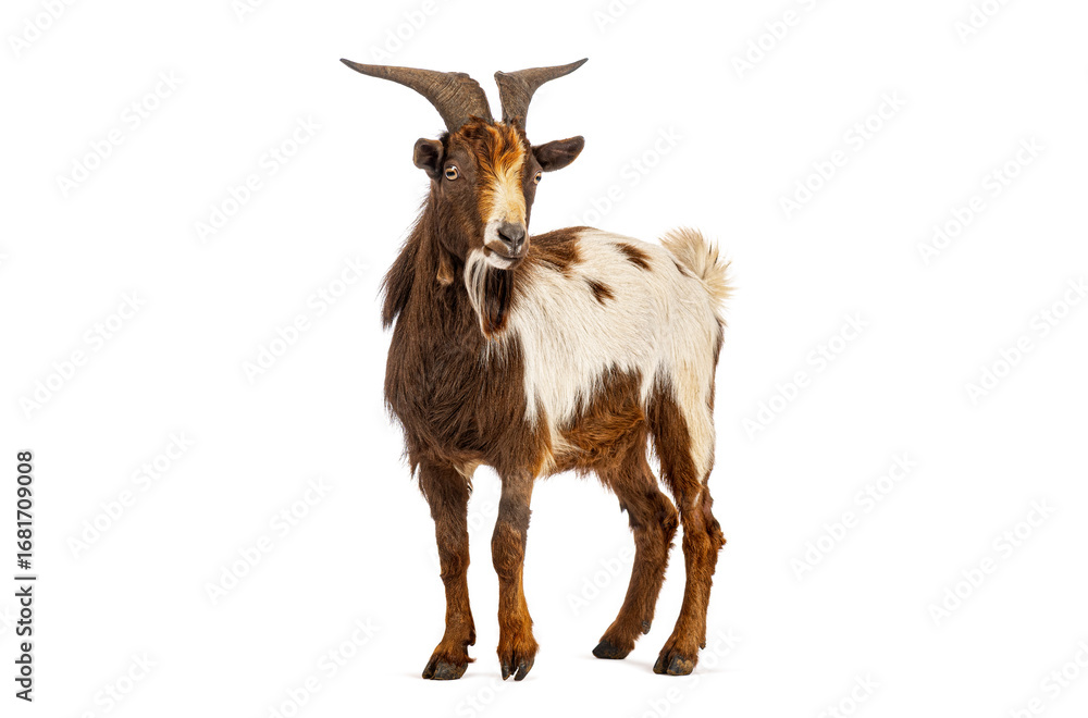 Fototapeta premium Goat standing on white background showing its horns