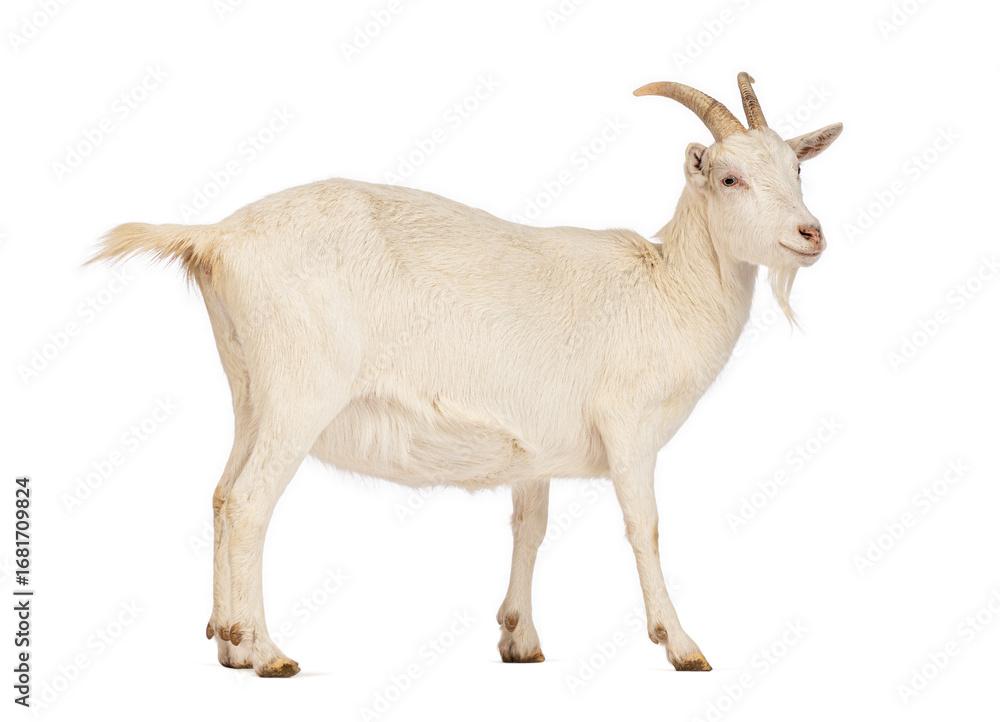 Fototapeta premium White goat walking on white background