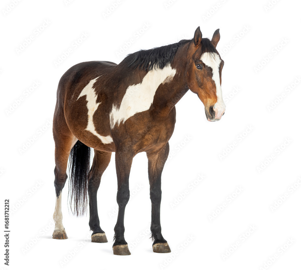 Fototapeta premium Paint horse standing on white background and looking away