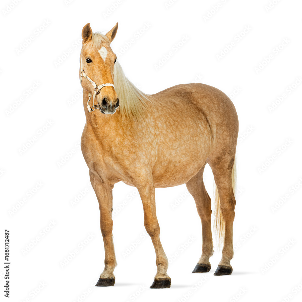 Obraz premium Palomino horse standing on white background wearing a bridle