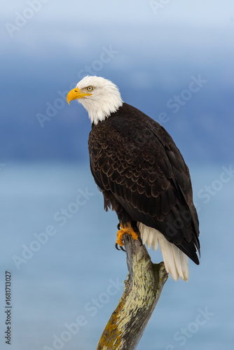 Bald Eagle adult