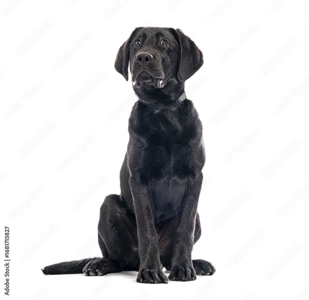 Obraz premium Curious black labrador puppy sitting and looking up on white background