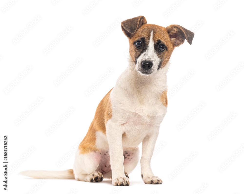 Obraz premium Adorable mixed breed puppy sitting and looking attentively on white background