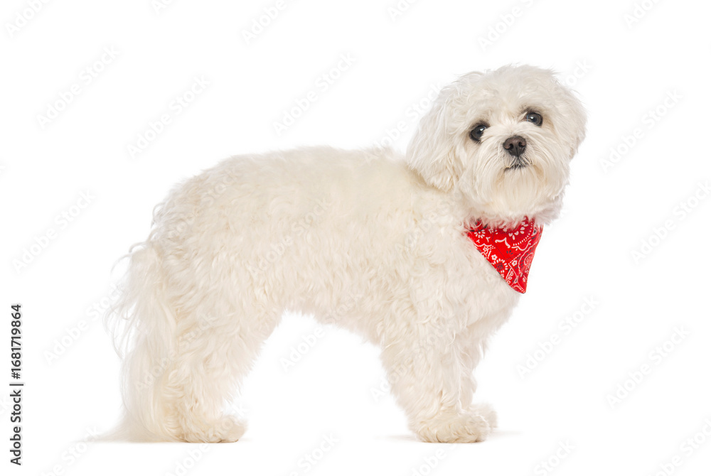 Obraz premium Maltese dog wearing red bandana standing on white background