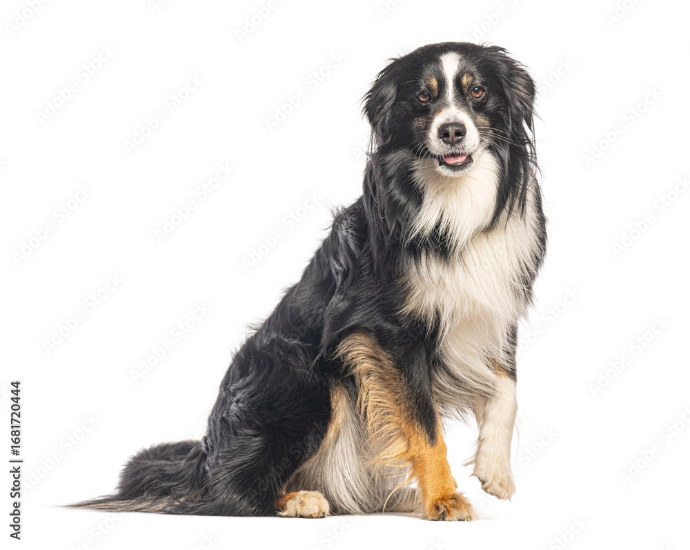 Fototapeta premium Australian shepherd dog sitting and panting on white background