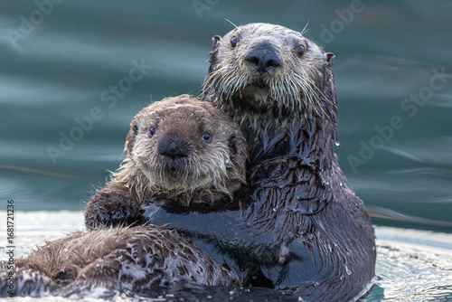 Sea Otter