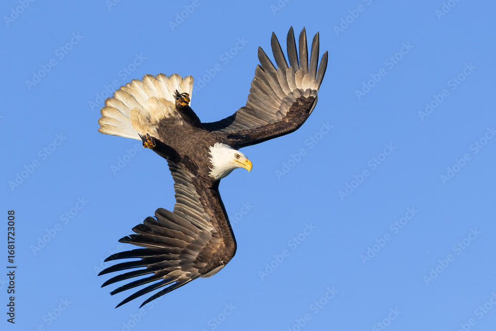 Obraz premium Bald Eagle adult flight