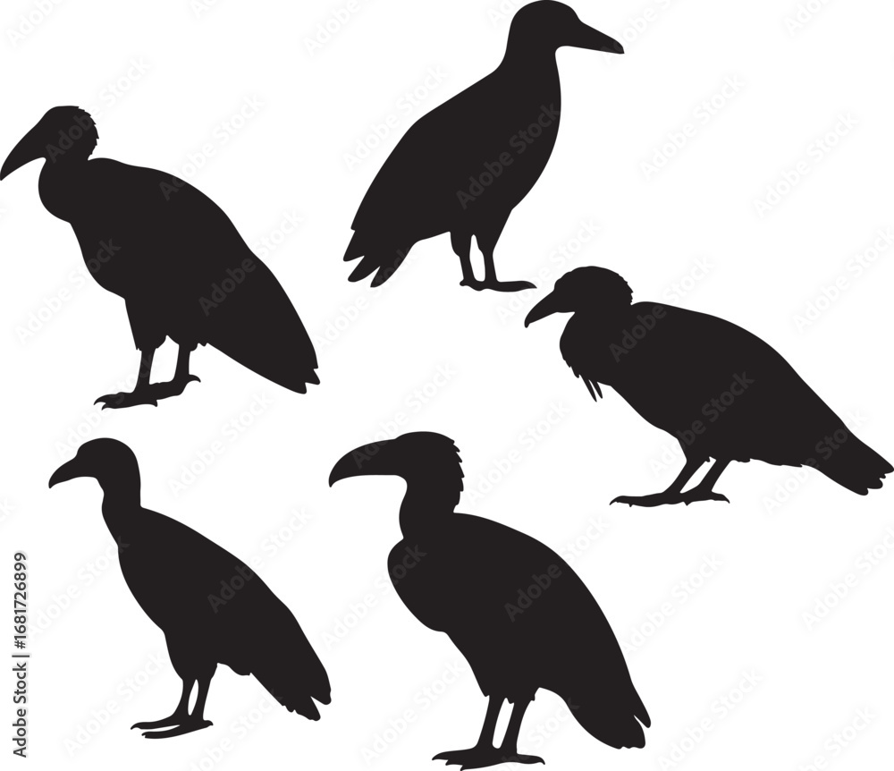 Fototapeta premium Five silhouette vultures standing and perched isolated on white