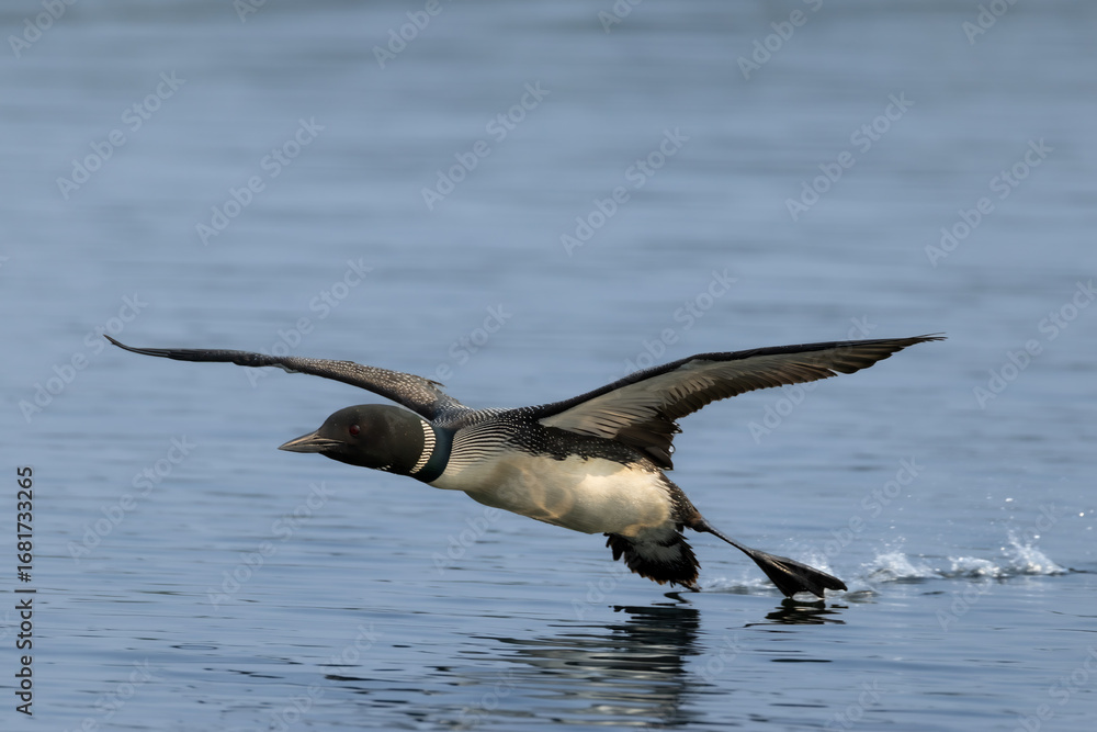Fototapeta premium Common Loon
