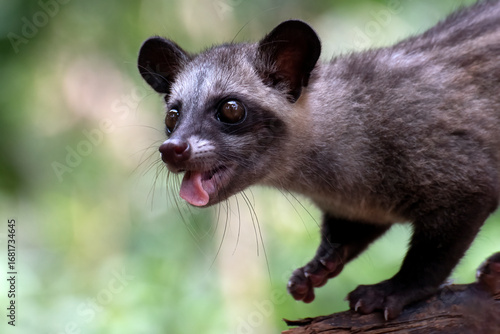 Close up images of a asian palm civet, Asian Palm Civet produces Kopi luwak
