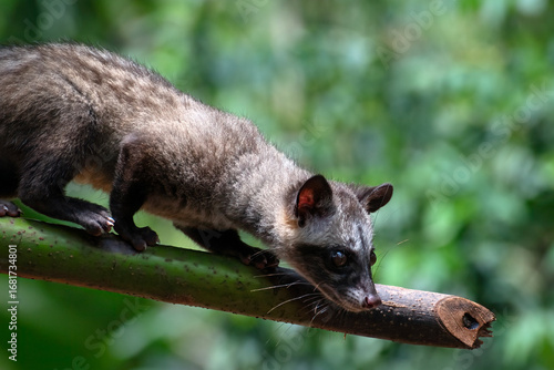 Close up images of a asian palm civet, Asian Palm Civet produces Kopi luwak
