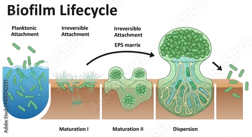 Scientific diagram illustrating the stages of bacterial biofilm development, from initial planktonic attachment to maturation and final dispersal
