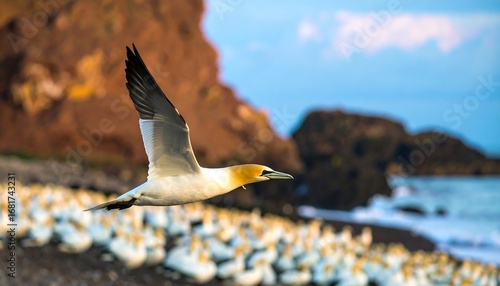 Wallpaper Mural Majestic gannet soars above a colony, against a backdrop of cliffs and ocean Torontodigital.ca