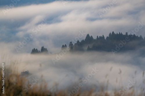 Misty Mountain Forest in the Morning