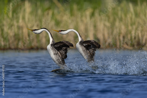Western Grebe