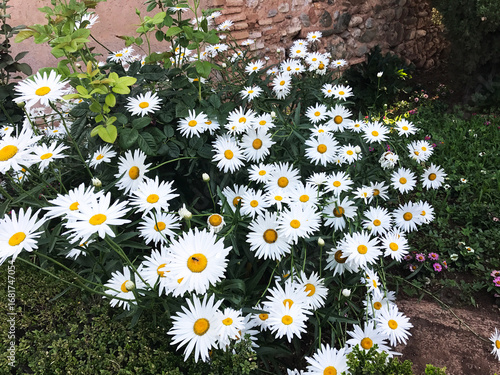 White Daisy group in landscape