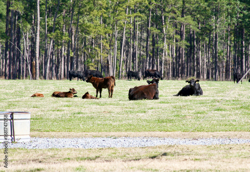 Black Cows and Brown Calves in field of green pasture