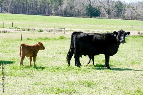Black Cow and Brown Calf in field of green pasture