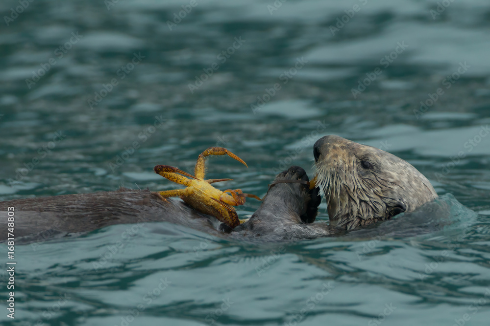 Obraz premium Sea Otter