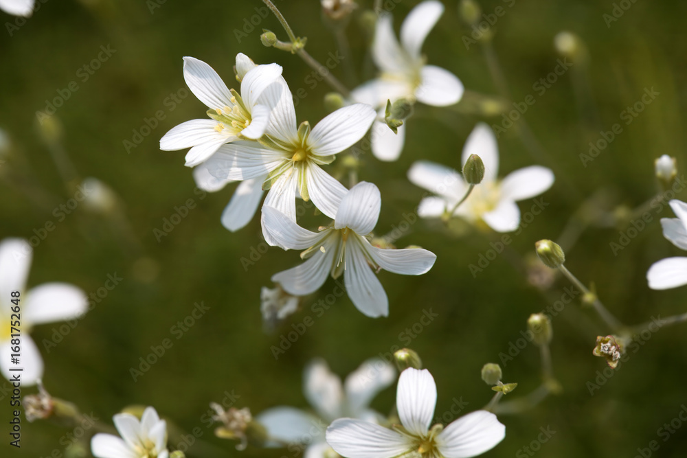 Fototapeta premium Inflorescence of the sandwort Minuartia laricifolia