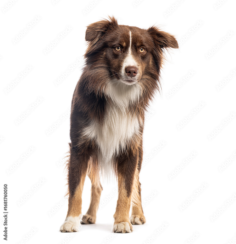 Fototapeta premium american shepherd dog standing on white background