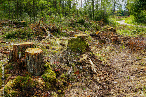 Foto Deforestation scene with tree stumps and cut branches in forest after logging an