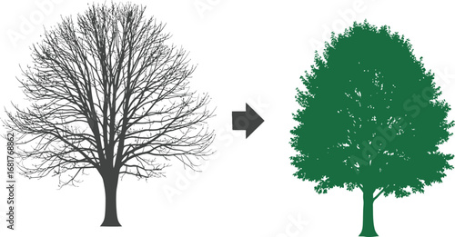 Vector Silhouette of a Leafless Tree Transforming into a Lush, Green Tree - Symbol of Regrowth