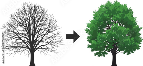 Vector Silhouette of a Leafless Tree Transforming into a Lush, Green Tree - Symbol of Regrowth