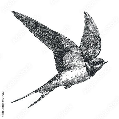Elegant bird soaring through the sky during spring season. Vector illustration
