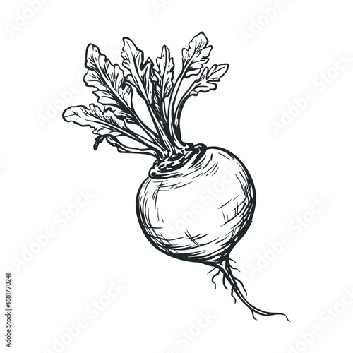 Organic vegetable sketch featuring a radish with leafy greens. Vector illustration