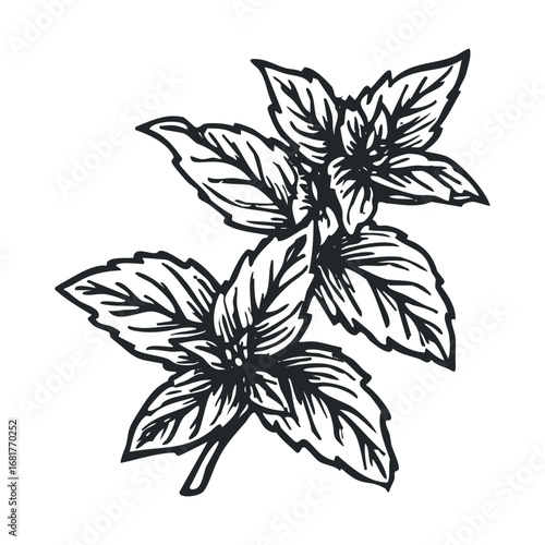 Fresh mint leaves design for culinary and herbal uses. Vector illustration
