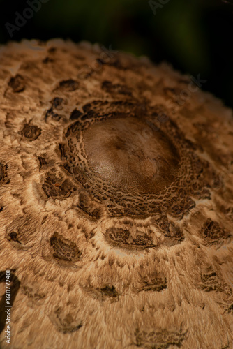 Close-up: mushroom in the undergrowth in the mountains in Trentino