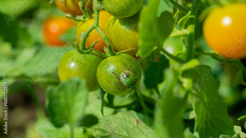 Фотография Emerald-hued beetle nestles on glistening dewy green tomatoes, natures whimsy fo