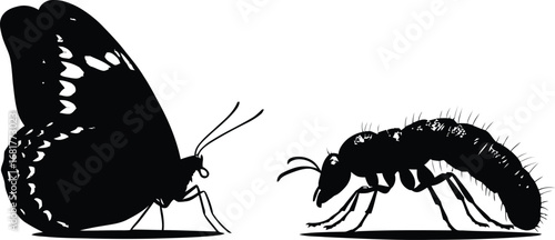 Butterfly and Ant Silhouette Comparison – Insect Morphology Icons