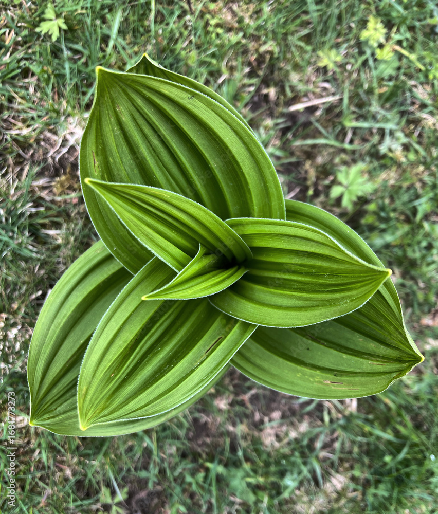 Fototapeta premium Blätter der Weißen Nieswurz oder des Weißen Gerner (Veratrum) von oben