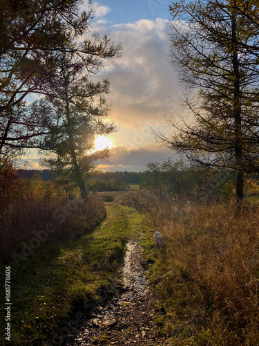 Golden sunbeams pierce autumn-laden wildwoods, reflecting a rustic path, evoking Celtic Samhain and tranquil forest baths
