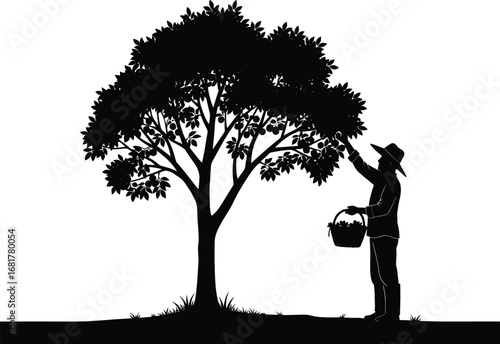 Silhouette farmer harvesting fruit from tree, rural agriculture scene, wide-brim hat, basket in hand, countryside lifestyle, nature, sustainability, vector illustration