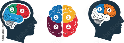 Brain anatomy diagram showing different lobes and their functions
