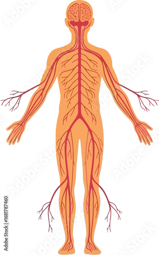 Human nervous system diagram anatomy and physiology illustration
