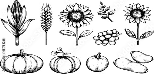 Hand drawn doodle set of wheat, corn, sunflower, and harvest vegetables for fall season design