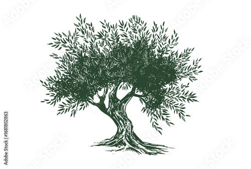 Olive green tree hand drawn