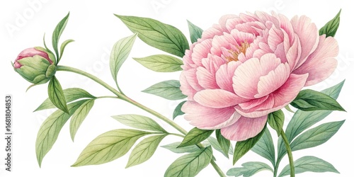 Watercolor Peony Blossom Botanical Illustration, Pink Flower, Floral Art, Green Leaves Peony, Watercolor
