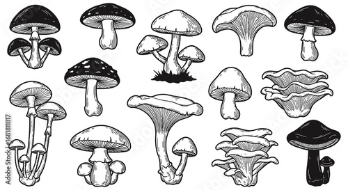 A collection of various mushroom illustrations in different shapes and sizes silhouette