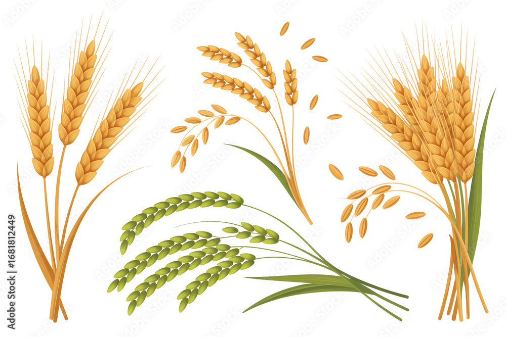 Fototapeta premium Collection of Wheat and Rice Grains on White Background