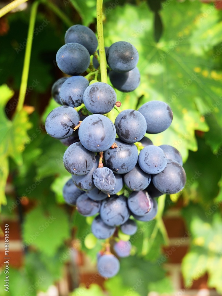 Bunch of ripe purple grapes hanging from vine in vineyard Bunch of ripe purple grapes hanging from vine in vineyard