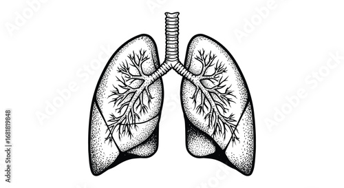 A detailed illustration of human lungs with trachea and bronchi silhouette